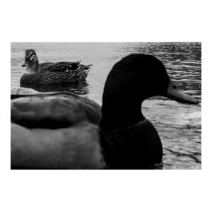 Immagine 12